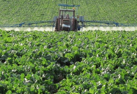 Ein Traktor versprüht Pflanzenschutzmittel auf einem Feld