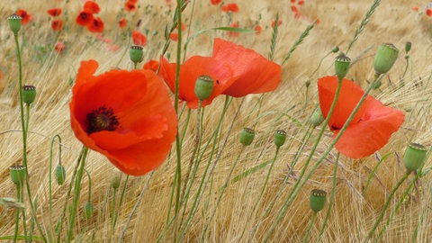Klatschmohn zwischen Getreide