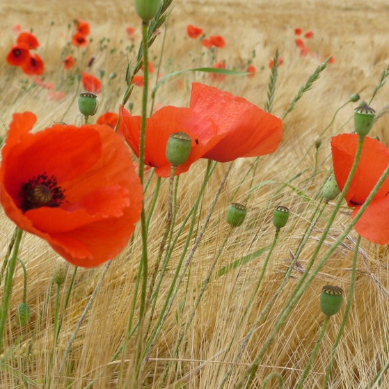 Klatschmohn zwischen Getreide
