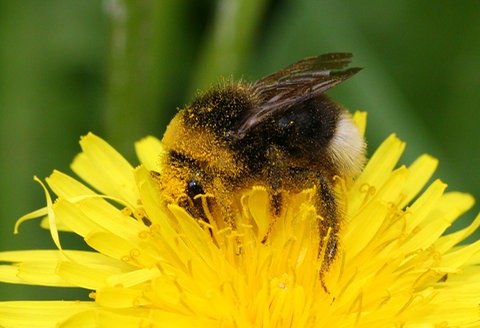 Mit Blütenstaub bedeckte Erdhummel auf Löwenzahnblüte
