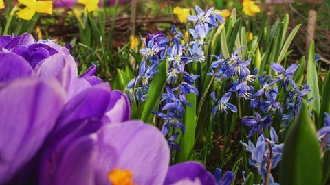 Krokusse, Osterglocken und Blausterne.