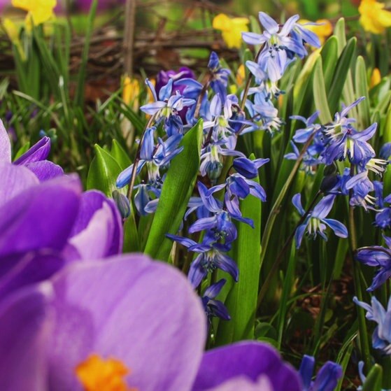 Krokusse, Osterglocken und Blausterne.