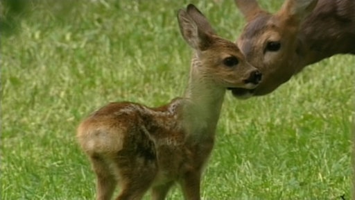 Rehkitz und Mutter