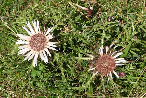 Silberdisteln auf einer Wiese