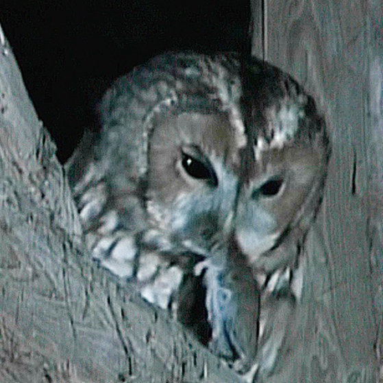 In einem Baum ist bei Dunkelheit der Kopf eines Waldkautzes zu erkennen. Er hat eine Maus im Schnabel. (Quelle: SWR)