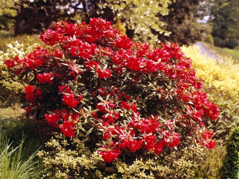 Ein Rhododendron