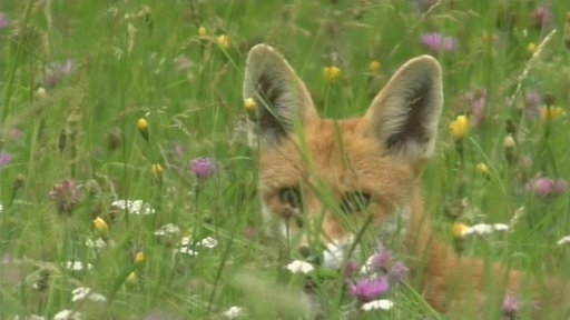 Ein Fuchs in einer hohen Blumenwiese
