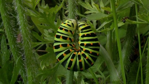 Eine Raupe kriecht über einen Pflanzenstengel