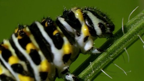 Raupe
