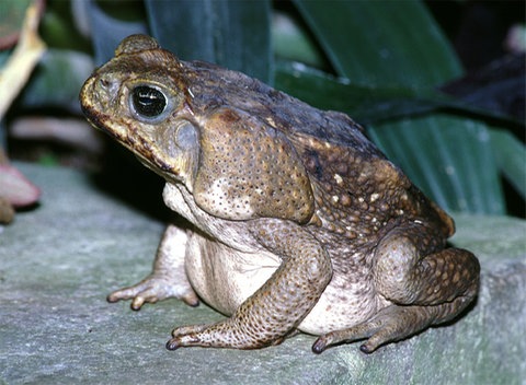 Eine große Aga-Kröte