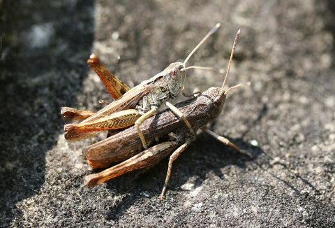 Ein Pärchen Heuschrecken auf einem Felsen