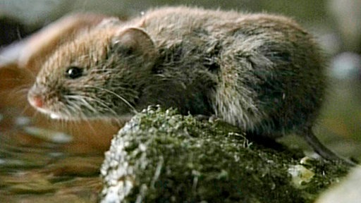 Eine Rötelmaus sitzt auf einem Stein in einem Bach.