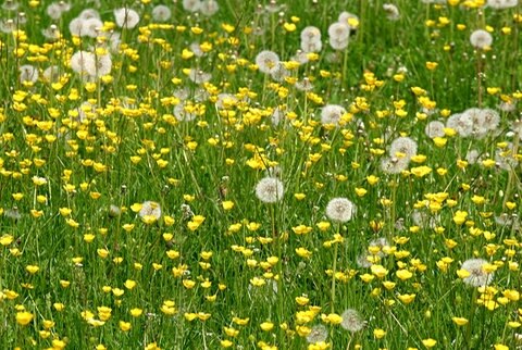 Eine Fettwiese mit Hahnenfuß und Löwenzahn