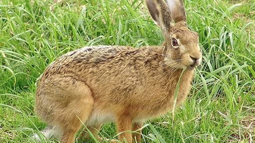 Ein Feldhase auf einer Wiese