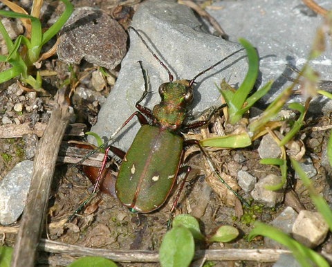 Feld-Sandlaufkäfer auf Waldboden