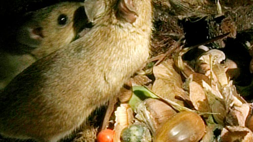 Zwei Mäuse in ihrem unterirdischen Bau sind umgeben von Eicheln, Blättern und diversen Früchten.