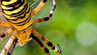 Eine Wespenspinne in Nahaufnahme auf ihrem Netz