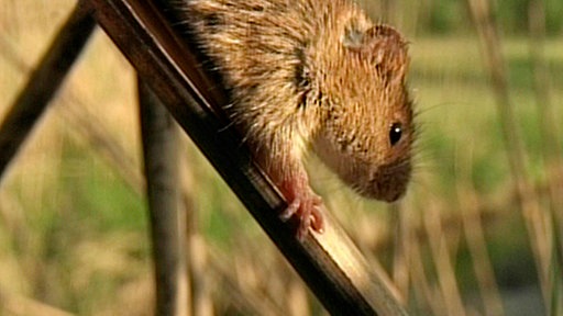 Eine Zwergmaus läuft einen Schilfhalm hinab.