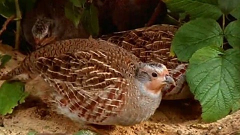 Ein Rebhuhn auf dem Boden