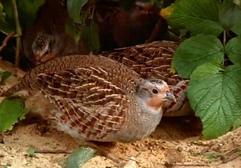 Ein Rebhuhn auf dem Boden