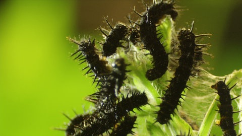 Schwarze Schmetterlingsraupen auf einer Brennnessel.