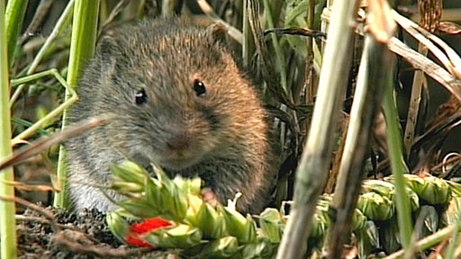 Maus sitzt zwischen Stängeln in einem Feld, vor ihr liegt eine grüne Ähre.