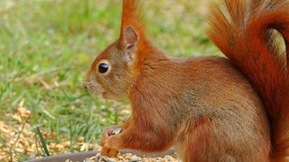 Ein rotes Eichhörnchen auf einer Wiese.