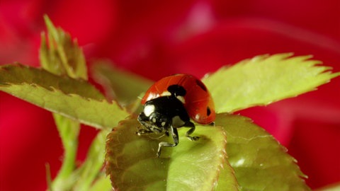 Marienkäfer sitzt auf einem Blatt.
