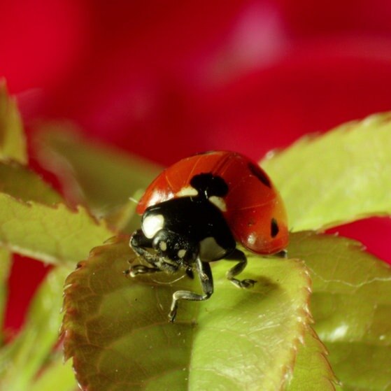 Marienkäfer sitzt auf einem Blatt.