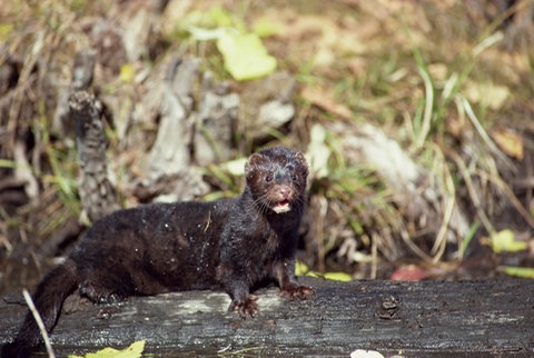 Ein amerikanischer Nerz auf einem Holzstamm