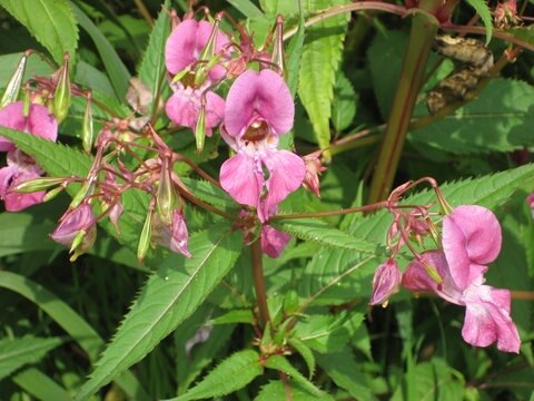 Das Drüsige Springkraut