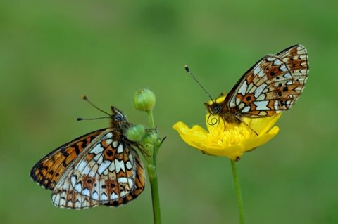 Schmetterlinge an Hahnenfußblüten