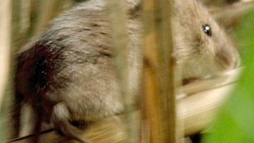 Eine kleine Maus läuft auf einem Schilfhalm entlang.