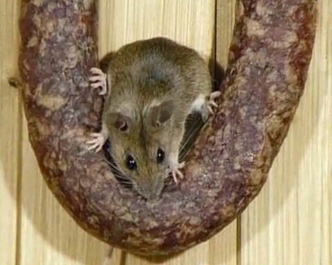 Eine Hausmaus sitzt auf einer Salami