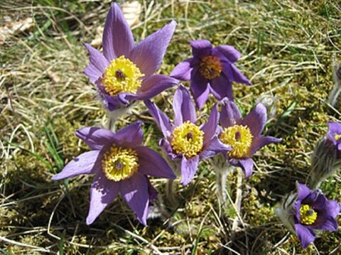 Küchenschellen auf einer Wiese