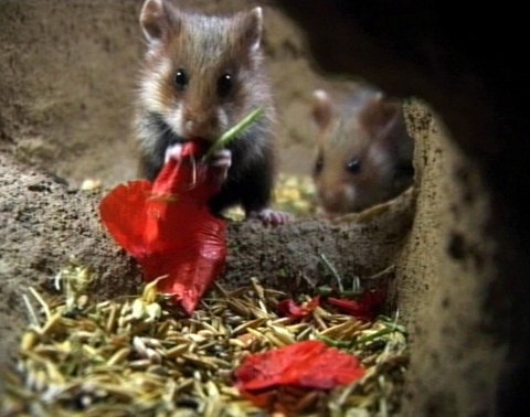 Ein junger Feldhamster knabbert in seinem Bau sitzend an einem Mohnblatt