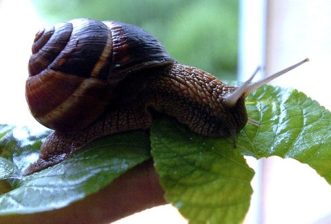 Eine Gehäuseschnecke frisst an einem Blatt