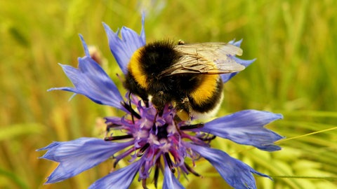 Kornblume