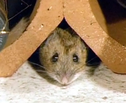 Eine Hausmaus lugt unter einem Tischfuß hervor