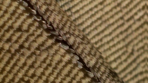 Schuppen eines Schmetterlings-Flügels als Makroaufnahme.