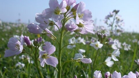 Wiesenschaumkraut