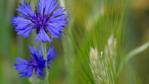Kornblume im Getreidefeld