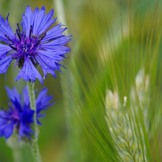 Kornblume im Getreidefeld