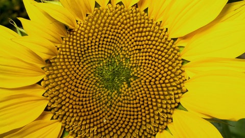 Nahaufnahme Sonnenblume.