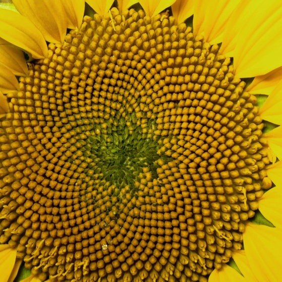 Nahaufnahme Sonnenblume.