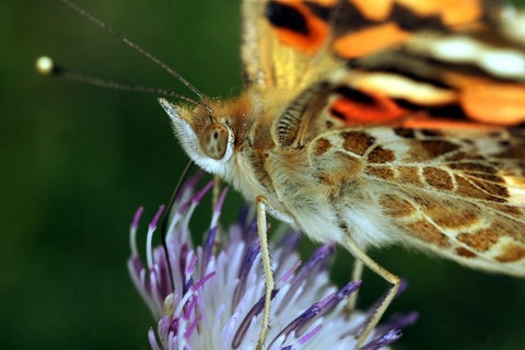 Ein Schmetterling saugt Nektar auf einer Blüte