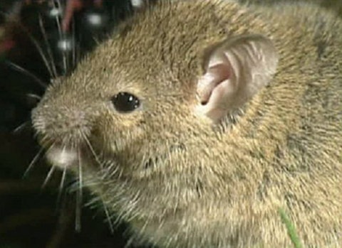 Nahaufnahme einer Maus