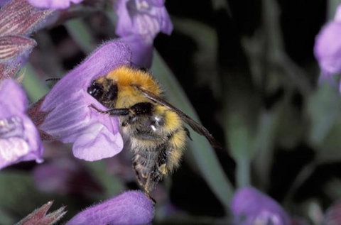 Hummel an einer Salbeiblüte