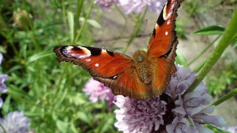 Schmetterling
