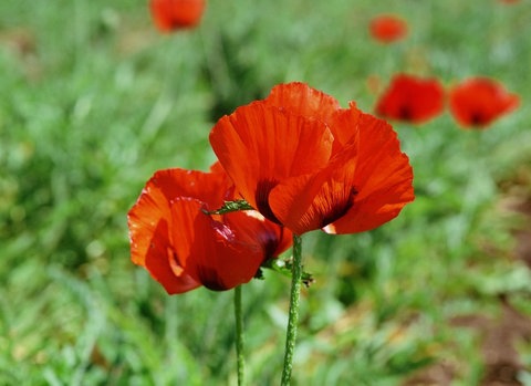 Nahaufnahme zweier Klatschmohnblüten